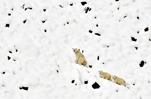 northwest-passage-polar-bear-family