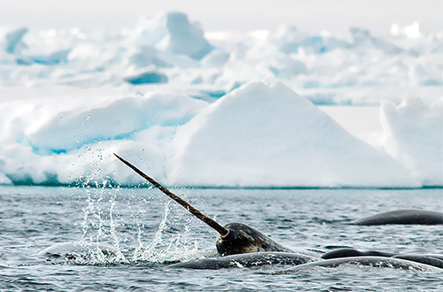 tallurutiup-imanga-nunavut-canada-marine-life