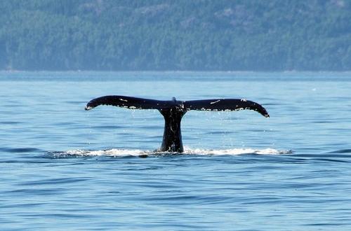 quebec-st-lawrence-river-whale-canada