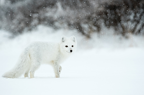 arctic-fox-winnipeg-canada