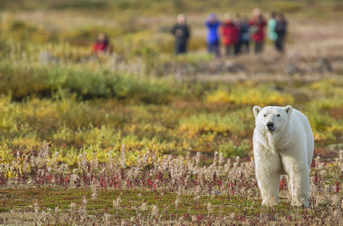 canada-polar-bear