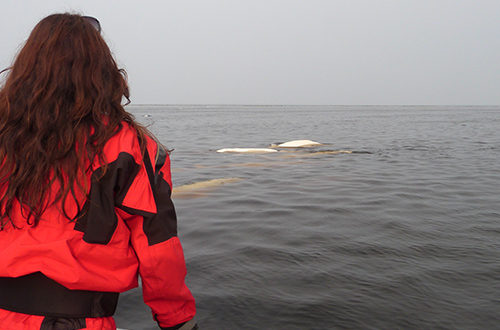 winnipeg-canada-belugas