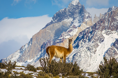 first-wildlife-safari-guanaco