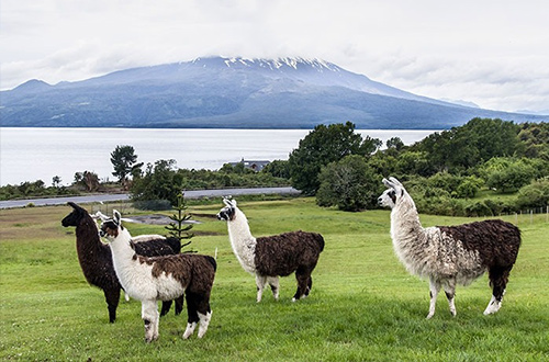 llamas-volcano-chile