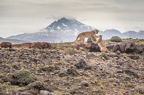 pumas-in-torres-del-paine-chile