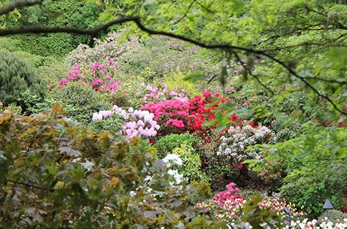 the-butchart-gardens-flowers