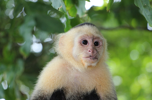 capuchin-monkey