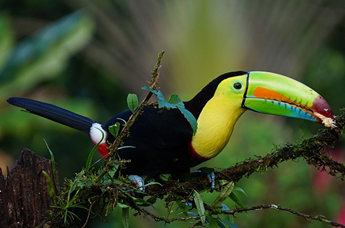 keel-billed-toucan