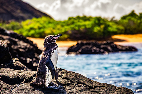 bartolome-island-galapagos-ecuador-penguin-shore