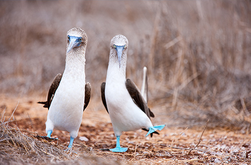 espanola-island-galapagos-ecuador-boobies