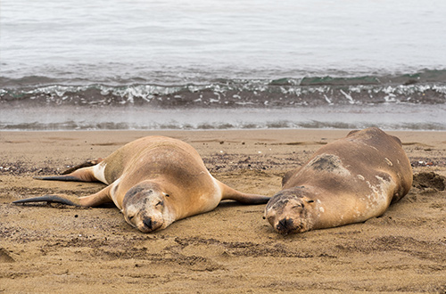 floreana-island-galapagos-sea-lions