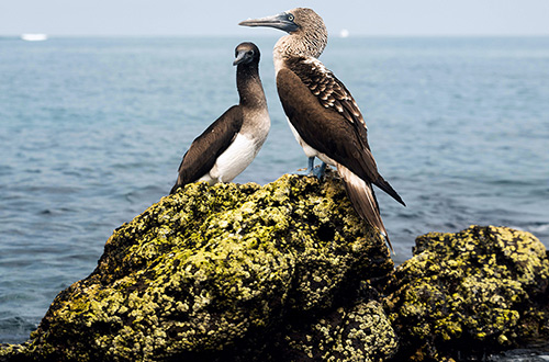 galapagos-ecuador-bluefooted-boobies