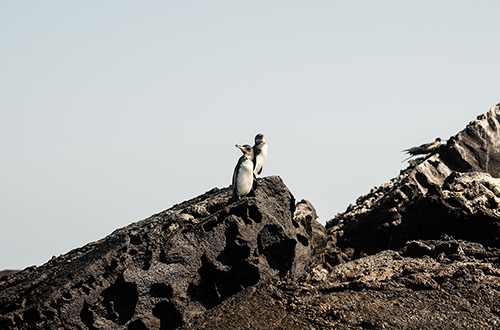 galapagos-ecuador-penguins-on-the-rock