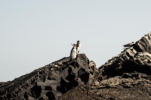 galapagos-ecuador-penguins