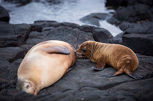 galapagos-ecuador-sea-lions-close-up