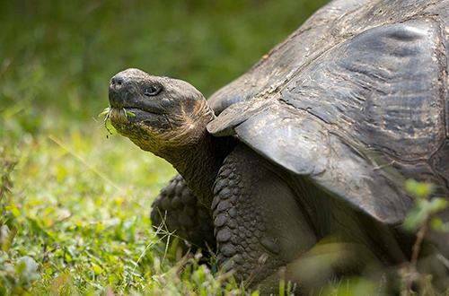 galapagos-ecuador-tortoise-fausto-llerena