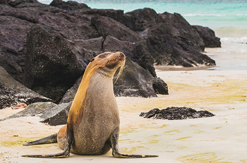 galapagos-island-sea-lion