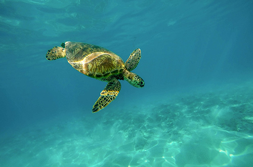 galapagos-island-sea-turtles