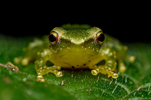 kuyana-lodge-nightwalk-frog-ecuador