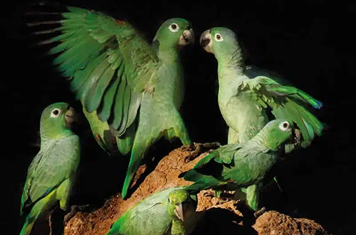 napo-wildlife-center-parrots