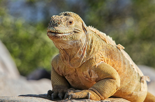 santa-fe-island-galapagos-iguana