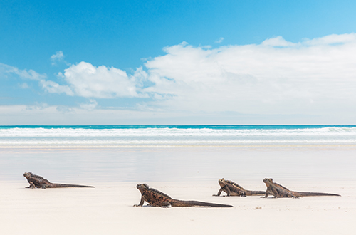 tortuga-bay-beach-galapagos-ecuador-iguanas