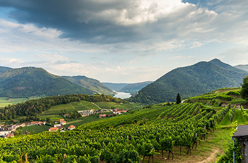 durnstein-vineyard-wachau-valley-austria