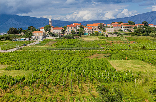 lumbarda-vineyards-korcula-island