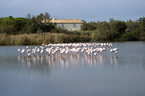 camargue-nature-park-france