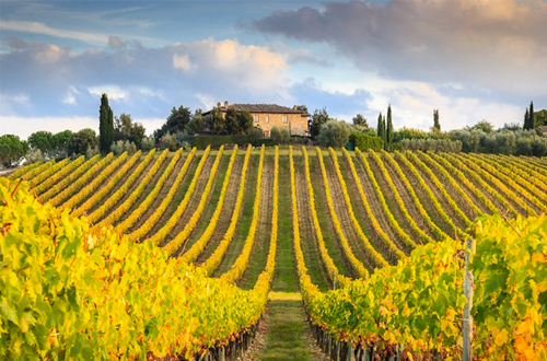 chianti-vineyards