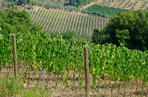 castellina-in-chianti-tuscany-italy-vineyards