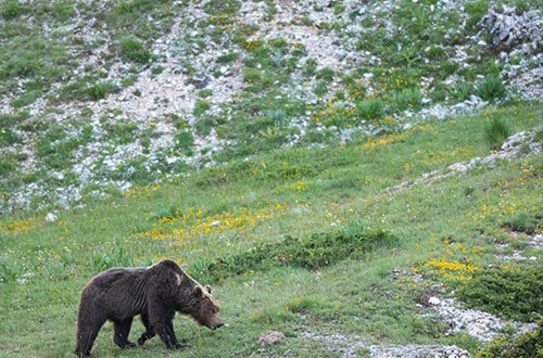 marsican-brown-bear-italian-apennines-exodus