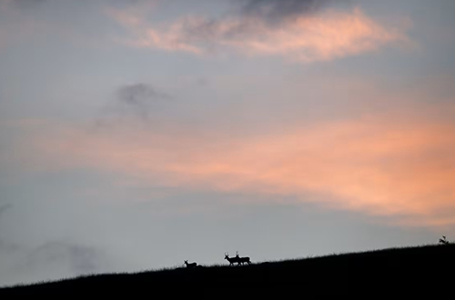 wildlife-italian-apennines-exodus