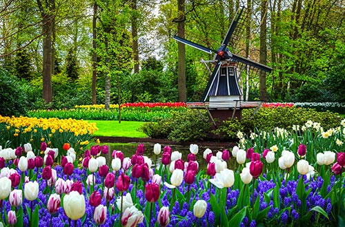 keukenhof-flower-garden-lisse-netherlands