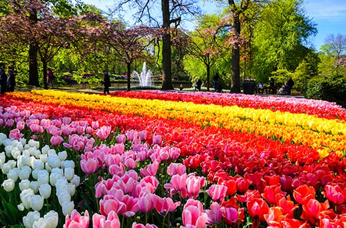 keukenhof-park-lisse-netherlands