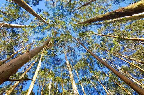 eucalyptus-tree