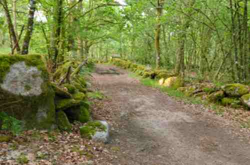 forest-camino-de-santiago-portugal-europe