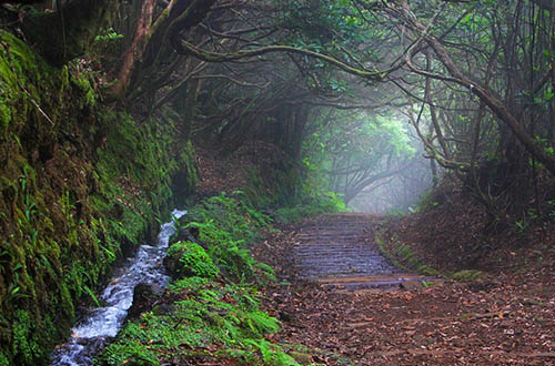 madeira-path