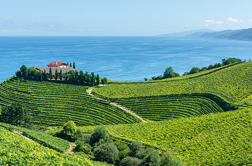 txakoli-vineyards-getaria-spain