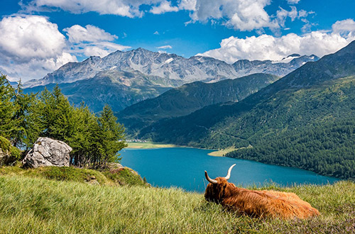 cow-in-lake-switzerland