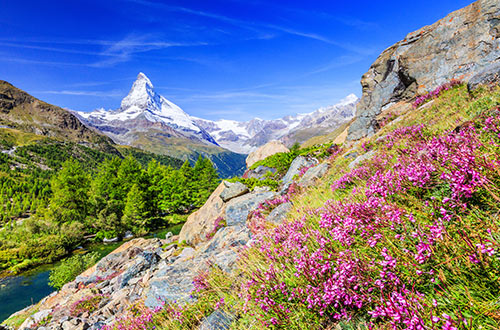 zermatt-wildflower