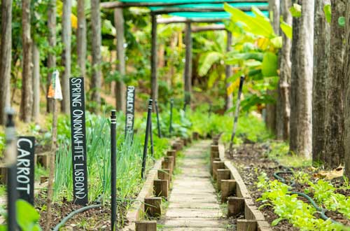 the-farm-kokomo-private-island-fiji