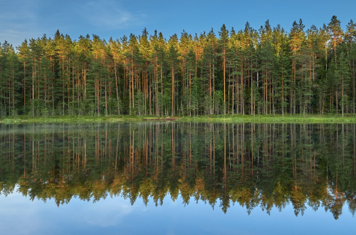 Forest-Jousjarvi-lake-Sipoonkorpi-Finland