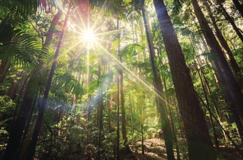 queensland-fraser-island-australia-pile-valley-forest