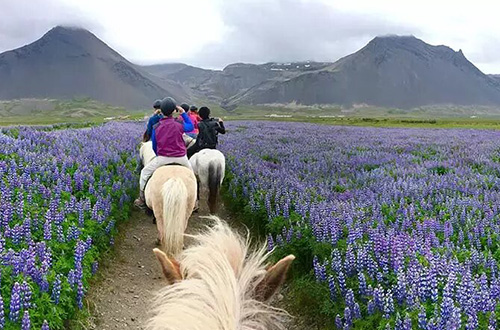 field-horse-back-riding