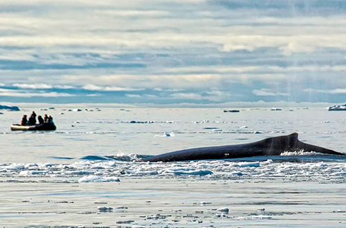 greenland-whale-zodiac-cruising