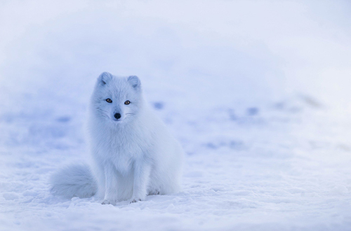 iceland-arctic-fox