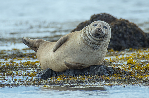 iceland-seal-smile.jpg