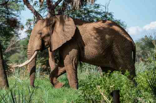 elephant-wild-national-park