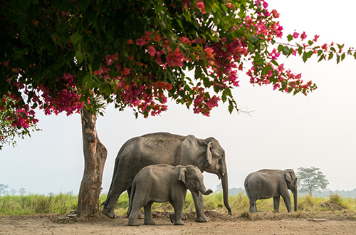 elephants-india